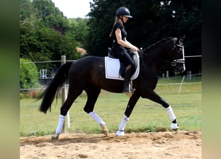 Dänisches Warmblut, Wallach, 3 Jahre, 163 cm, Rappe