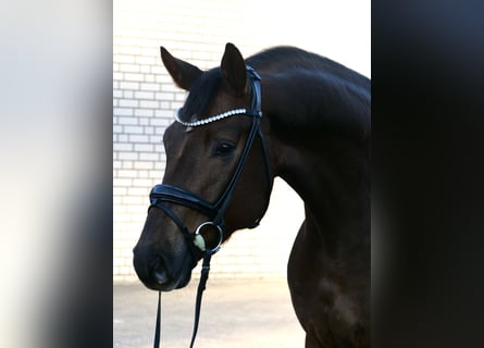 Dänisches Warmblut, Wallach, 3 Jahre, 172 cm, Dunkelfuchs