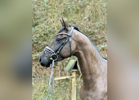 Dänisches Warmblut, Wallach, 4 Jahre, 165 cm, Dunkelbrauner