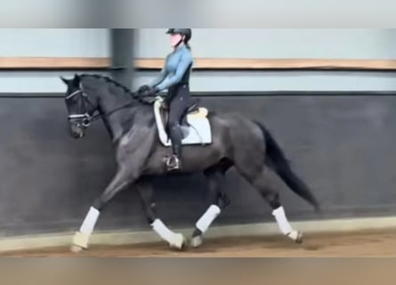 Dänisches Warmblut, Wallach, 4 Jahre, 169 cm, Dunkelbrauner