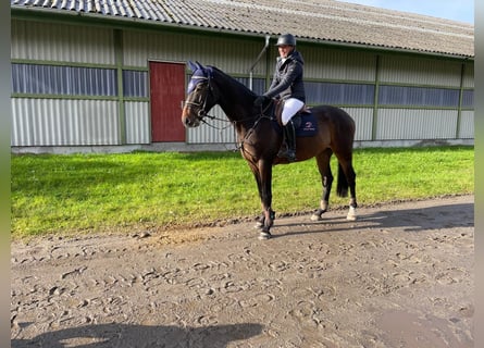 Dänisches Warmblut, Wallach, 4 Jahre, 170 cm, Dunkelbrauner