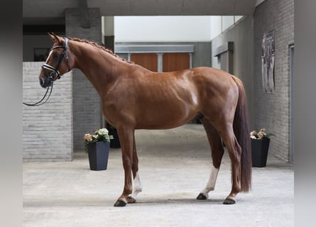 Dänisches Warmblut, Wallach, 4 Jahre, 170 cm, Fuchs