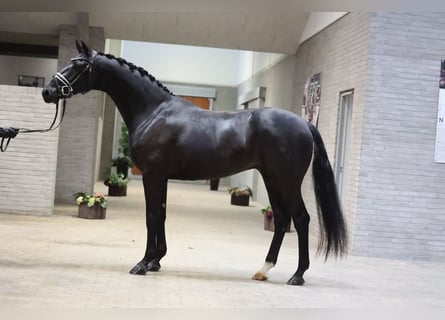 Dänisches Warmblut, Wallach, 4 Jahre, 170 cm, Rappe