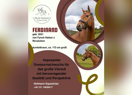 Dänisches Warmblut, Wallach, 5 Jahre, 172 cm, Brauner
