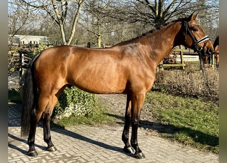 Dänisches Warmblut, Wallach, 5 Jahre, 172 cm, Brauner