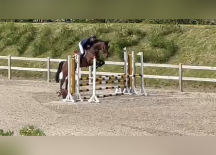 Dänisches Warmblut, Wallach, 5 Jahre, 172 cm, Brauner