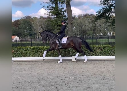 Dänisches Warmblut, Wallach, 5 Jahre, 174 cm, Dunkelbrauner