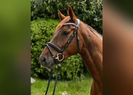 Dänisches Warmblut, Wallach, 5 Jahre, 176 cm, Dunkelfuchs