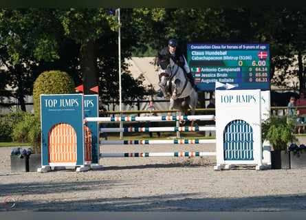 Dänisches Warmblut, Wallach, 5 Jahre, 182 cm, Schimmel