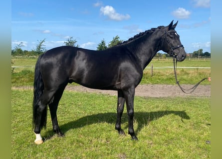 Dänisches Warmblut, Wallach, 6 Jahre, 166 cm, Rappe