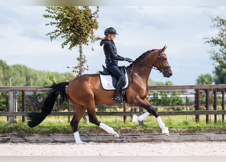 Dänisches Warmblut, Wallach, 6 Jahre, 170 cm, Brauner