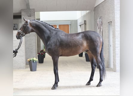 Dänisches Warmblut, Wallach, 6 Jahre, 172 cm, Brauner