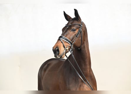 Dänisches Warmblut, Wallach, 6 Jahre, 172 cm, Brauner