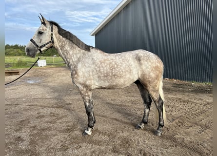 Dänisches Warmblut, Wallach, 6 Jahre, 172 cm, Schimmel