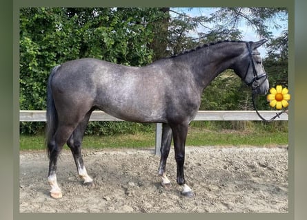 Dänisches Warmblut, Wallach, 6 Jahre, 175 cm, Schimmel