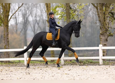 Dänisches Warmblut, Wallach, 6 Jahre, 185 cm, Rappe