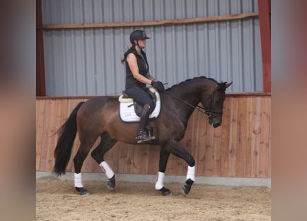 Dänisches Warmblut Mix, Wallach, 7 Jahre, 166 cm, Brauner