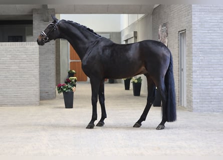 Dänisches Warmblut, Wallach, 7 Jahre, 172 cm, Brauner