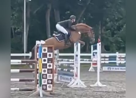 Dänisches Warmblut, Wallach, 9 Jahre, 165 cm, Fuchs