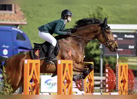 Dänisches Warmblut, Wallach, 9 Jahre, 175 cm, Dunkelbrauner