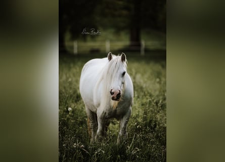 Dales Pony, Castrone, 10 Anni, 135 cm, Grigio