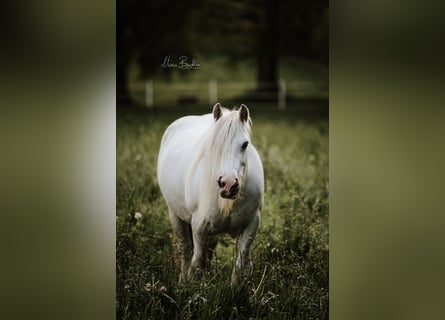 Dales Pony, Gelding, 10 years, 13.1 hh, Gray