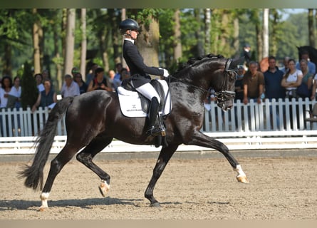 Hanoverian, Stallion, 8 years, 16.1 hh, Black