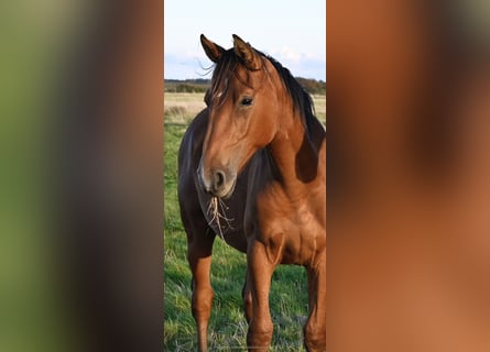 Danese, Castrone, 2 Anni, 168 cm, Baio