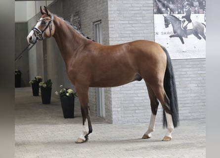 Danese, Castrone, 4 Anni, 167 cm, Baio chiaro