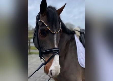 Danese, Castrone, 4 Anni, 170 cm, Baio