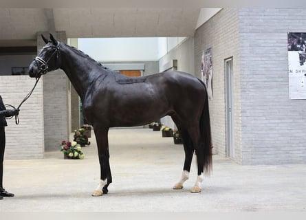 Danese, Castrone, 4 Anni, 171 cm, Morello