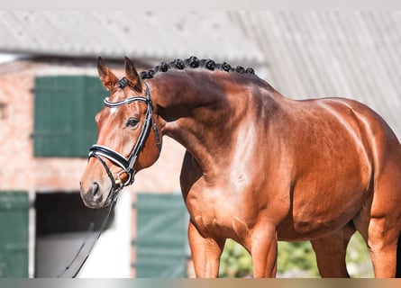 Danese, Castrone, 6 Anni, 172 cm, Baio