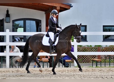 Danese, Giumenta, 11 Anni, 164 cm, Morello