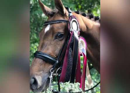 Danese, Giumenta, 15 Anni, Sauro scuro