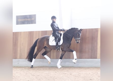 Danese, Giumenta, 4 Anni, 168 cm, Baio