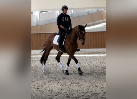 Danese, Giumenta, 4 Anni, 168 cm, Baio