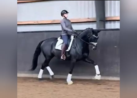 Danese, Giumenta, 6 Anni, 167 cm, Morello