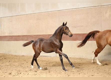 Danese, Stallone, Puledri
 (04/2023), 170 cm, Baio scuro