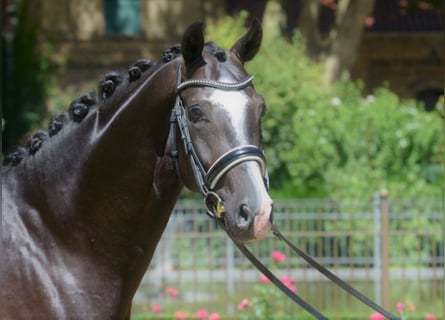 Westfaal, Hengst, 10 Jaar, 168 cm, Zwart