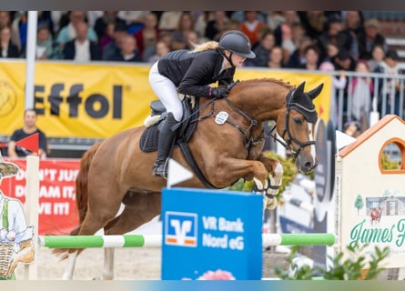 Danish Warmblood, Gelding, 10 years, 16 hh, Chestnut-Red