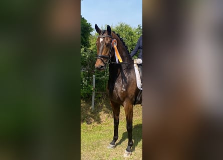 Danish Warmblood, Gelding, 10 years, 16,2 hh, Brown