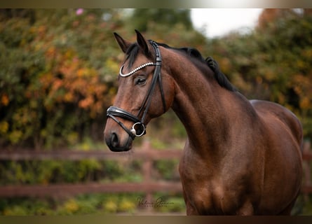 Danish Warmblood, Gelding, 12 years, 17 hh, Brown