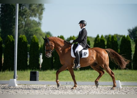 Danish Warmblood, Gelding, 13 years, 16.2 hh, Chestnut-Red