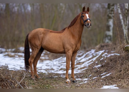 Danish Warmblood, Gelding, 14 years, 16,2 hh, Chestnut-Red