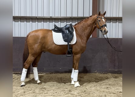 Danish Warmblood, Gelding, 16 years, 16.2 hh, Chestnut-Red