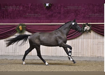 Danish Warmblood, Gelding, 22 years, 16.3 hh, Black