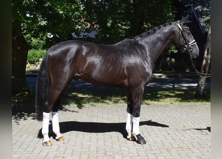 Danish Warmblood, Gelding, 3 years, 16 hh, Black