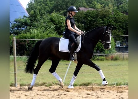 Danish Warmblood, Gelding, 3 years, 16 hh, Black