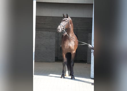 Dänisches Warmblut, Wallach, 4 Jahre, 16,2 hh, Rappe