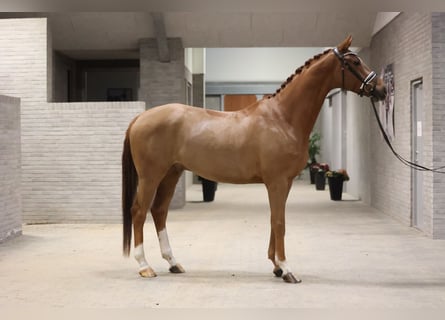 Danish Warmblood, Gelding, 4 years, 16,2 hh, Chestnut-Red